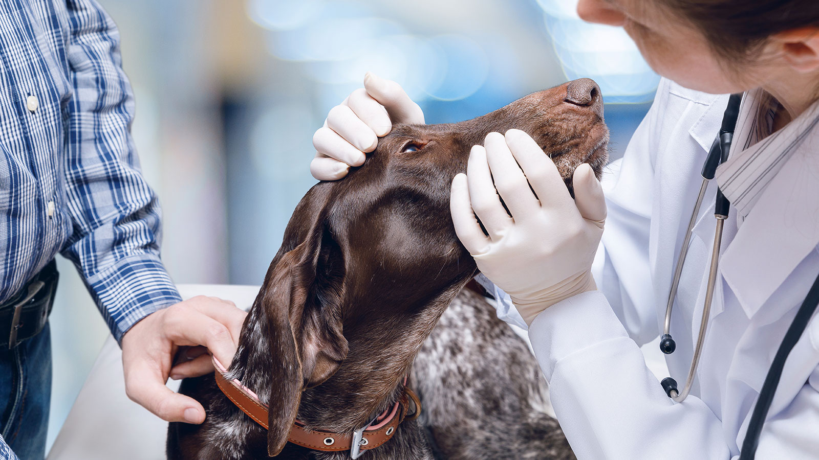 Ray bliver nervøs Vær venlig Undgå stress hos din hund ved dyrlægen - Giv din hund en god oplevelse  Bauta Forsikring