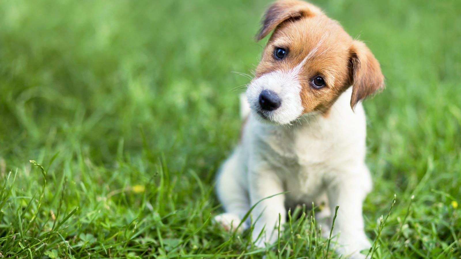 Hund der sidder i græsset, hvor hundeansvarsforsikringen dækker, hvis hunden gør skade på andre, mens hundesygeforsikringen dækker, hvis hunden bliver syg eller kommer til skade.